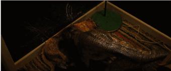 米莉博比布朗大卫哈伯最新动态_怪奇物语第五季_《怪奇物语》第五季剧情解析