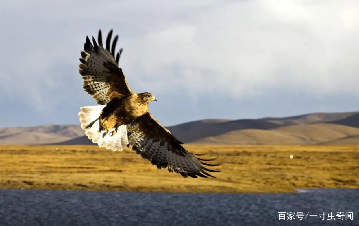左撇子大脑结构特点_左撇子女孩_左撇子更聪明科学依据